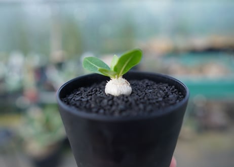 パキポディウム　恵比寿笑い　Pachypodium brevicaule　No.2