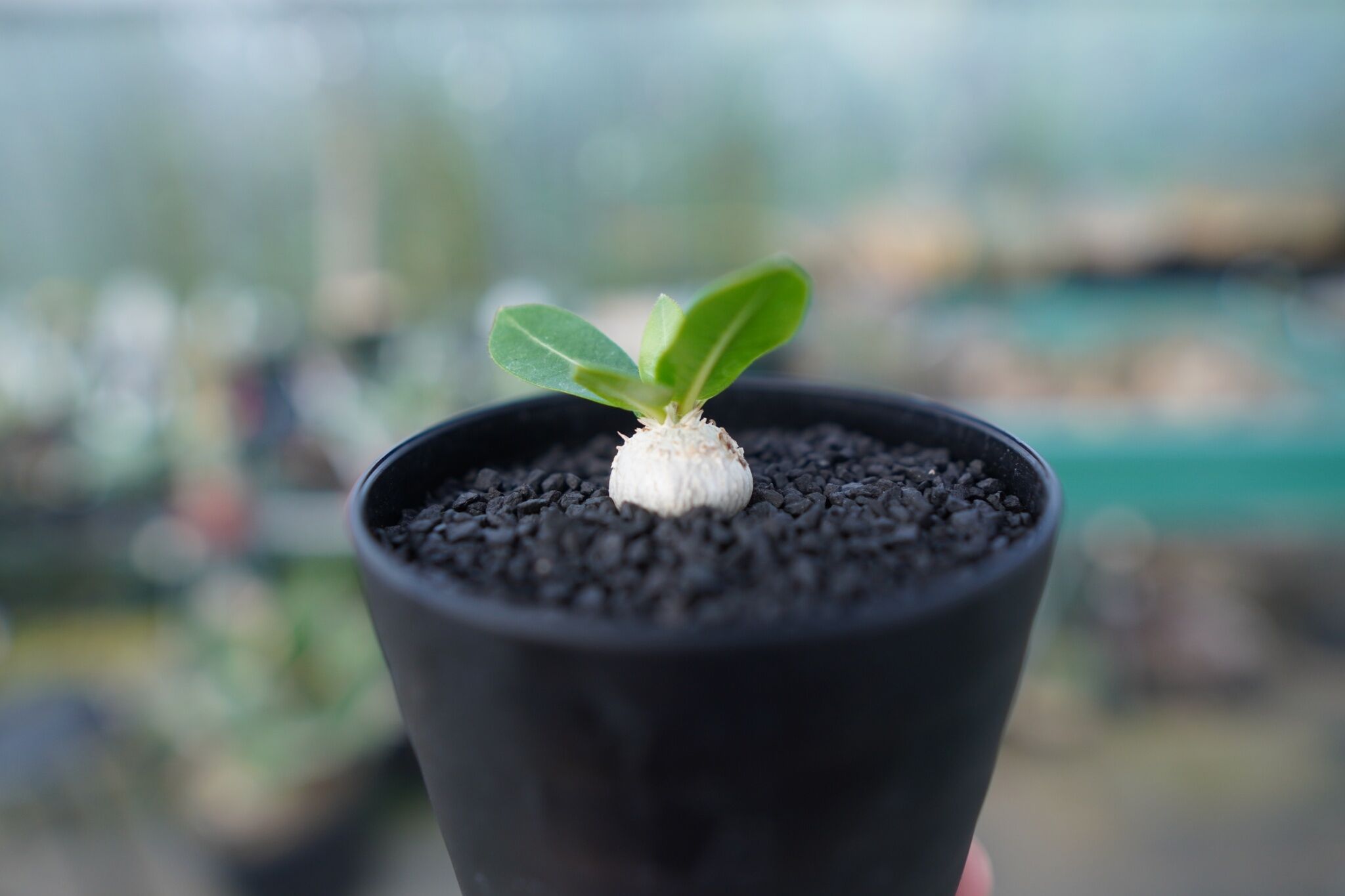 パキポディウム 恵比寿笑い Pachypodium brevicaule No.2 | man