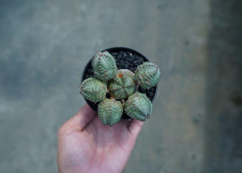 ユーフォルビア オベサブロー Euphorbia ObesaBlow | mana's far