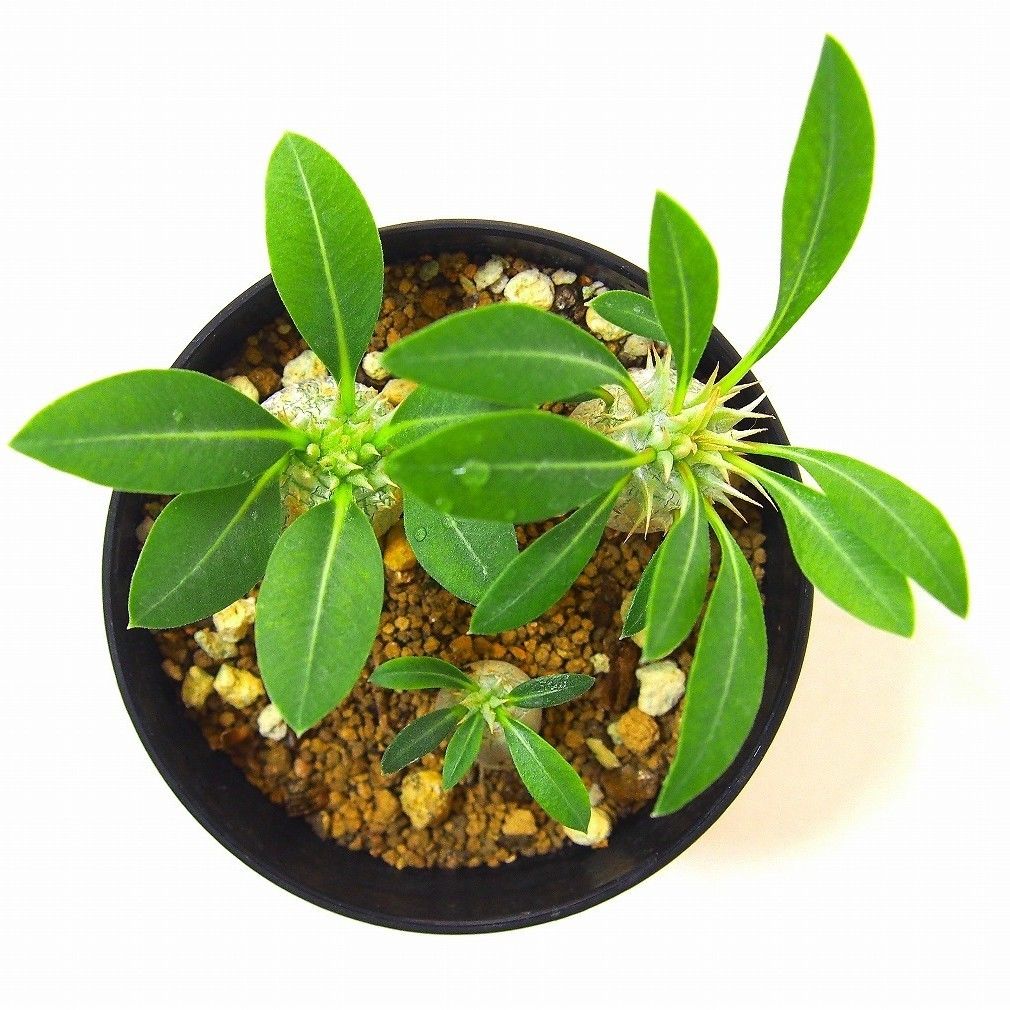 Pachypodium eburneum パキポディウム エブレネウム 実生苗3株set |