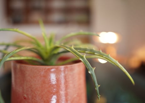 ディッキア　アンダマン　Dyckia 'Samed Rtp'(Andaman)