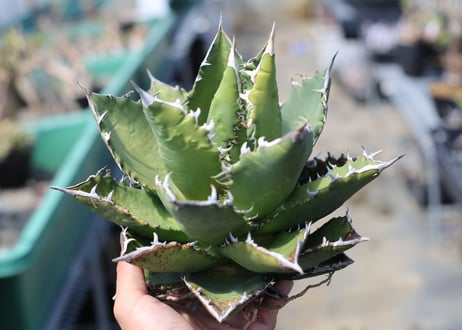 アガベ　チタノタ　オテロイ
