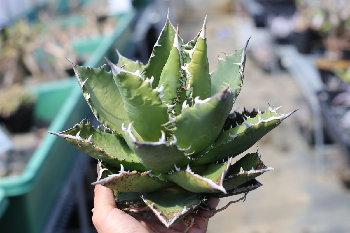 アガベ チタノタ オテロイ | mana's farm:塊根植物・アガベ・ドライ