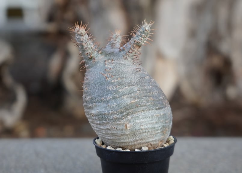 パキポディウム グラキリス No.9 | mana's farm:塊根植物・アガベ