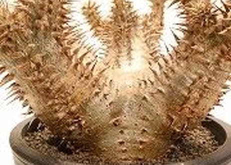 パキポディウム　ホロンベンセ
