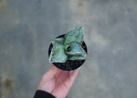 【抜き苗】アガベ　チタノタ　ライオンズメーン　Agave titanota Lion's Mane