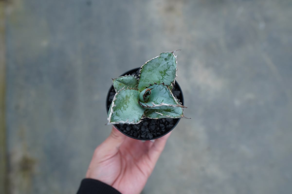 抜き苗】アガベ チタノタ ライオンズメーン Agave titanota Lion's Ma