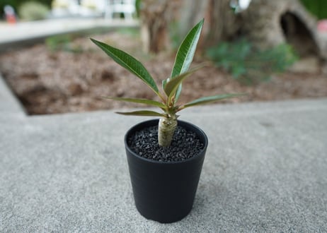 【沖縄実生株】パキポディウム　バロニー　Pachypodium baronii  No.2
