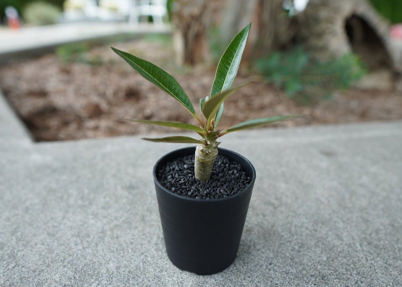 沖縄実生株】パキポディウム バロニー Pachypodium baronii No.2
