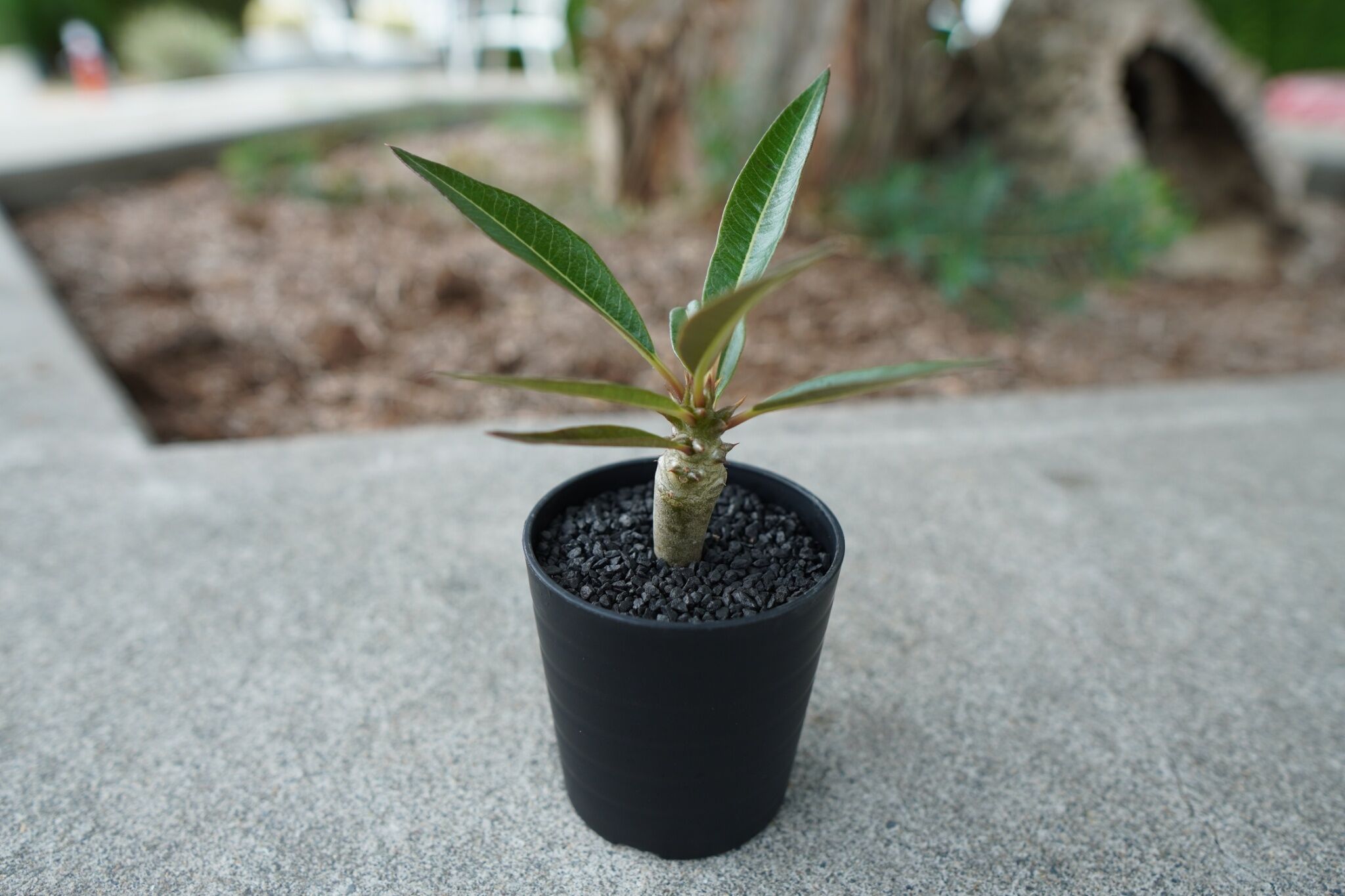 沖縄実生株】パキポディウム バロニー Pachypodium baronii No.2 |