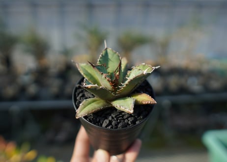 アガベ　チタノタ　FO-76 Agave titanota FO-76  No.3