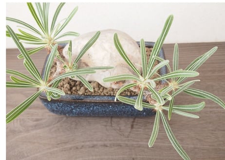 パキポディウム グラキリス Pachypodium Gracilius no.2