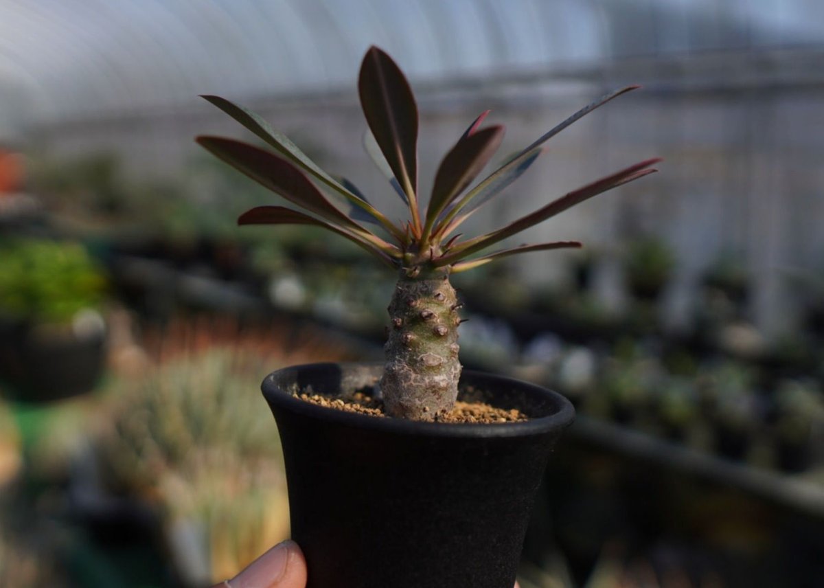 ユーフォルビア パキポディオイデス Euphorbia pachypodioides NO.1