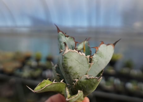 agave titanota ブラック＆ブルー　No.8