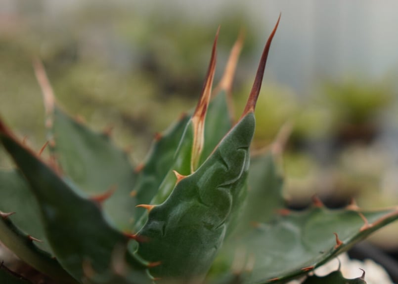 アガベ モンタナ | mana's farm:塊根植物・アガベ・ドライガーデン植物