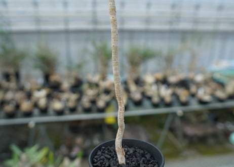 ランネア　パルヴィフォリア　Lannea parvifolia