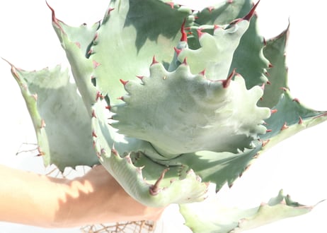 Agave colorata