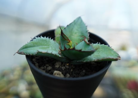アガベ　チタノタ　ブルー　Agave titanota Blue 　NO.3