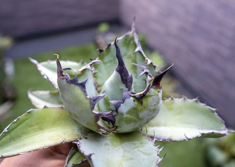 Agave B&B C NO.2