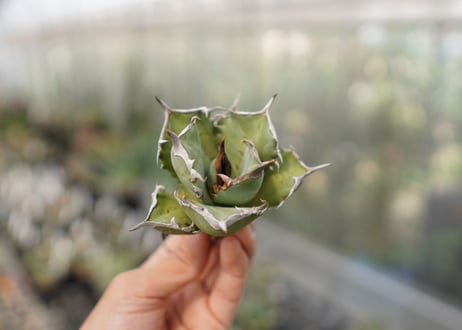 Agave Black fire E NO.1 (G)