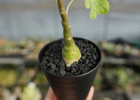 アデニア　グラウカ　Adenia glauca