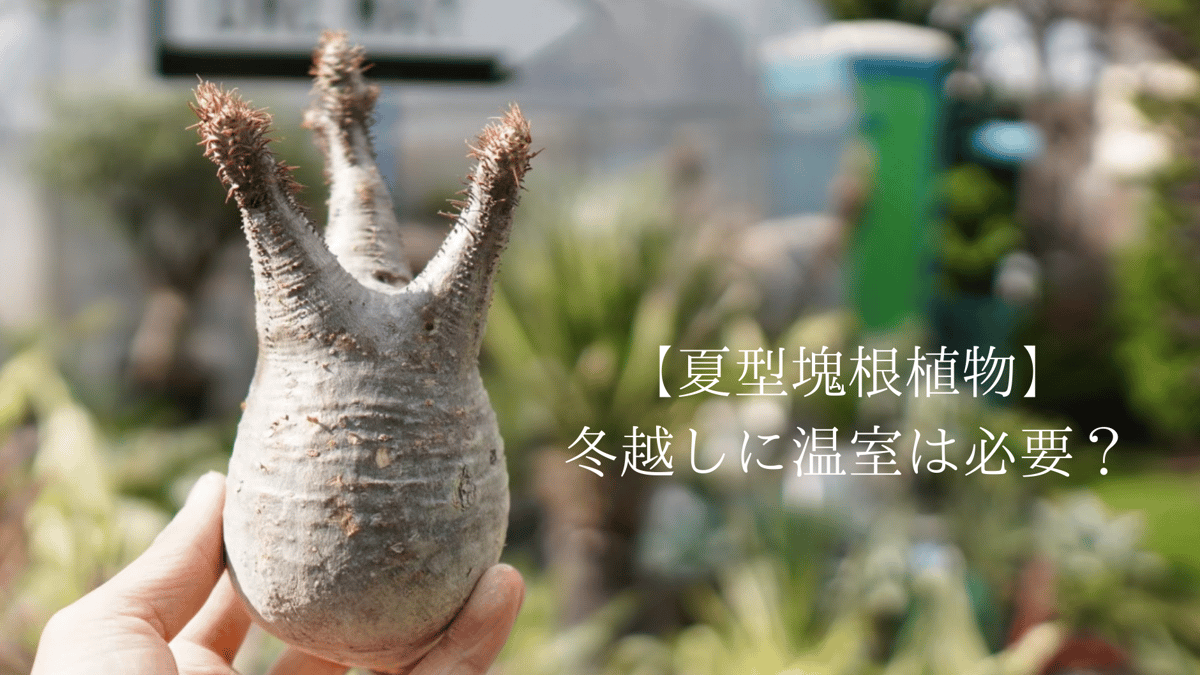 冬越しに温室は必要? | mana's green:塊根植物販売|マナズグリーン