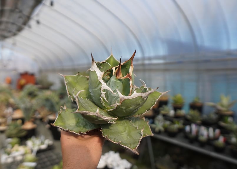 agave titanota chocolate kiss | mana's green:塊根 agave titanota chocolate kiss | mana's green:塊根