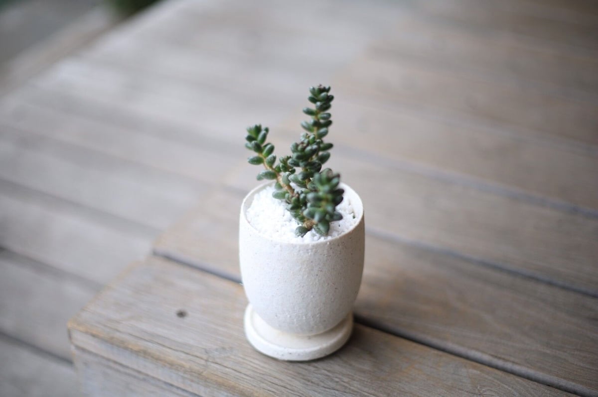 セダム フルフラセウム 玉蓮 Sedum furfuraceum | mana's farm: