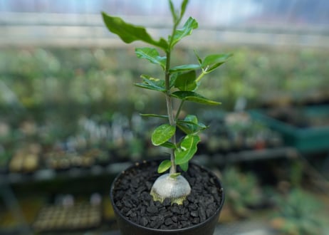 フォッケア　エデュリス　”火星人”　Fockea edulis  No.2