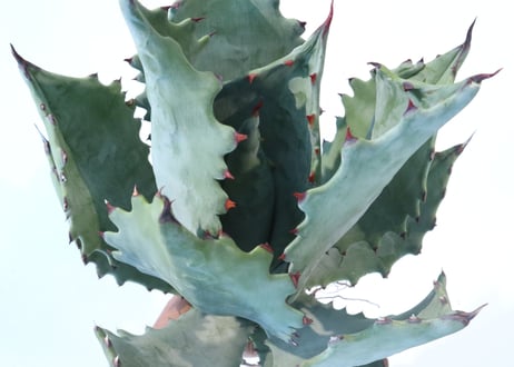 Agave colorata