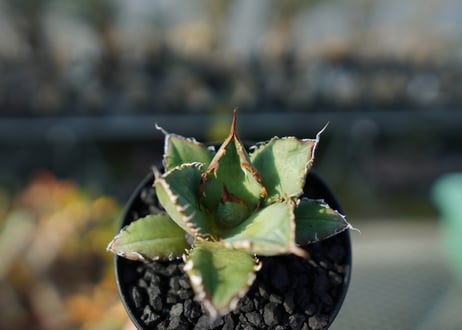 アガベ　チタノタ　FO-76 Agave titanota FO-76  No.2