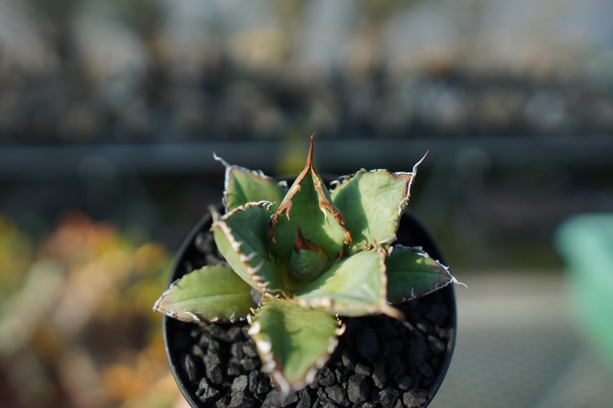 アガベ チタノタ FO-76 Agave titanota FO-76 No.2 | man