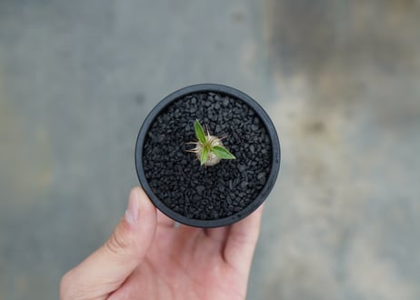 パキポディウム　マカイエンセ　Pachypodium makayense