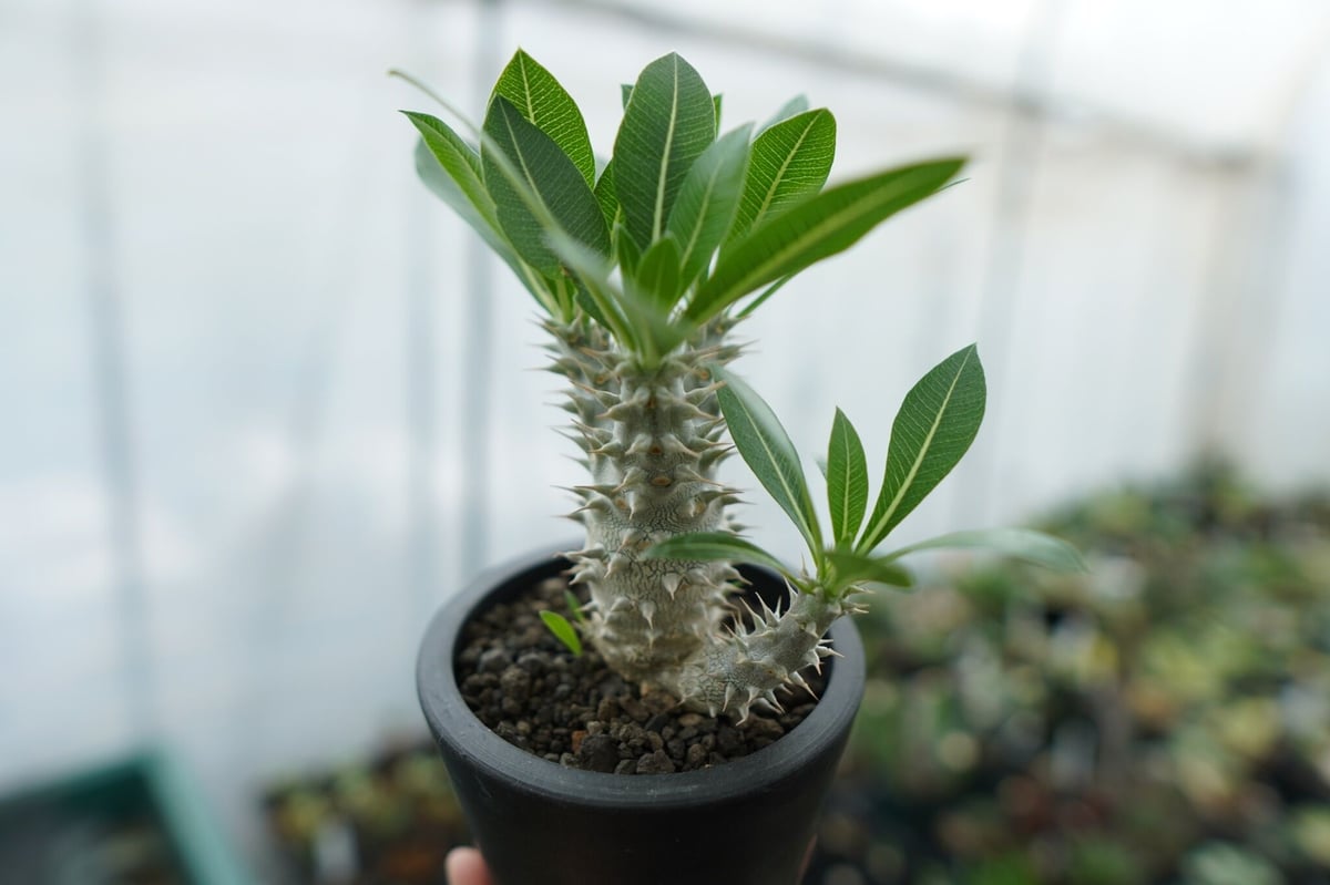 25.パキポディウム ホロンベンセ パキポディウム ホロンベンセ Pachypodium horombense No.11 |