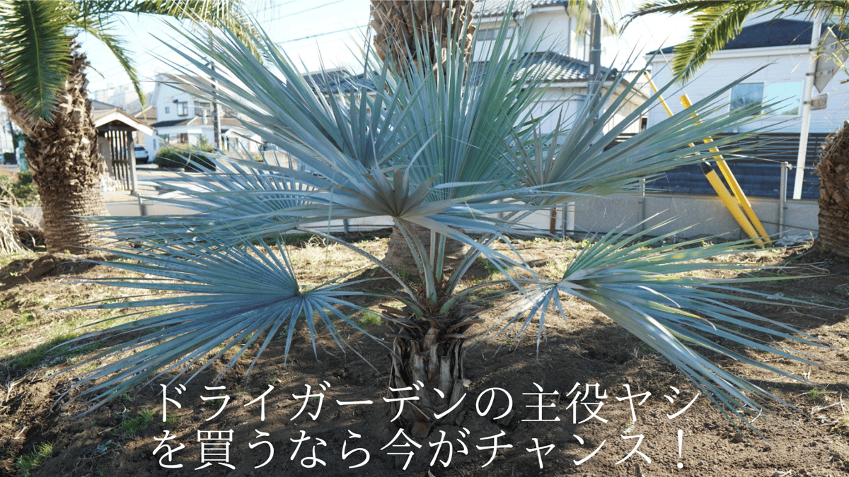 ブラヘアアルマータヤシ植木ドライガーデンココスヤシ