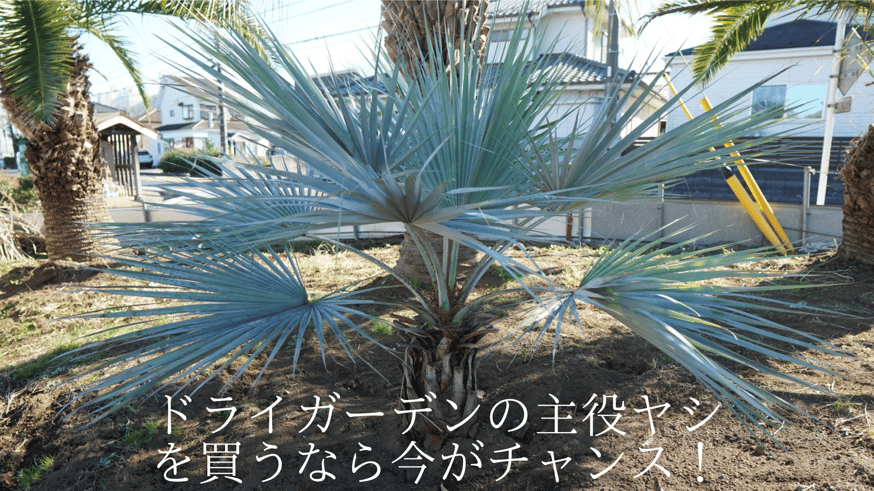 ビスマルキアノビリス ヤシ ヤシの木 ドライガーデン ビスマルキア