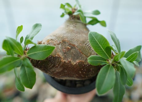 パキポディウム　マカイエンセ　Pachypodium makayense No.3