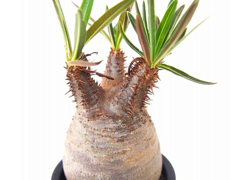 Pachypodium Gracilius パキポディウム グラキリス №11 littl Pachypodium Gracilius パキポディウム グラキリス №11 littl