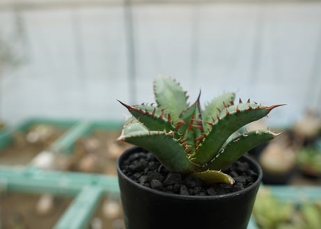 アガベ　チタノタ　FO-76　agave titanota  FO-76