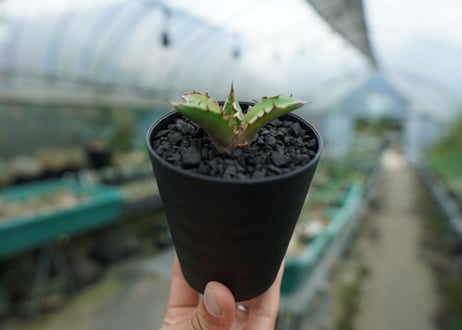 アガベ　チタノタ　萬代厳竜　Agave lophantha×titanota　No.1