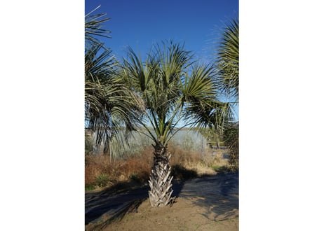 ココスヤシ　--ヤシ 蘇鉄 アガベ ドライガーデン-- ココスヤシ --ヤシ 蘇鉄 アガベ ドライガーデン-- ココスヤシ🌴の花芽