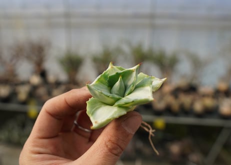 アガベ　王妃雷神錦　白中斑　Agave　“Ohi Raijin Nishiki Shironakahu”   No.2