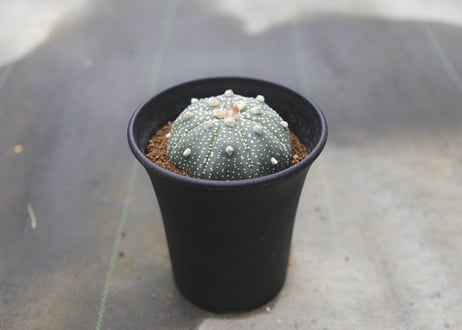 アストロフィツム　兜丸