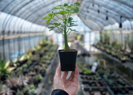 アデニア グラウカ  Adenia glauca　NO.8