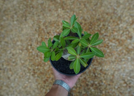 パキポディウム マカイエンセ　Pachypodium makayense　No.7