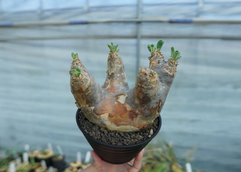 パキポディウム エブレネウム Pachypodium eburneum No.1 | mana