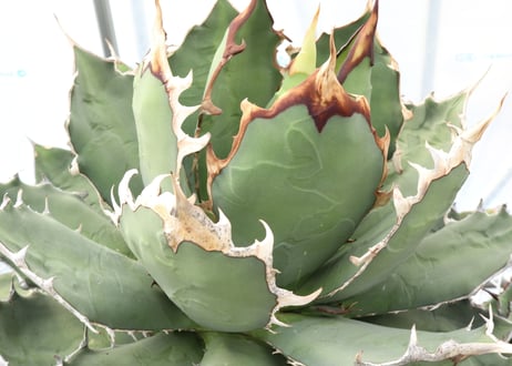 Agave titanota FO-76