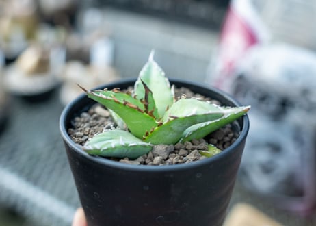 アガベ　オテロイ　agave oteroi　No.2