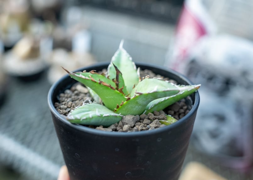 アガベ オテロイ agave oteroi No.2 | mana's farm:塊根植物・ア