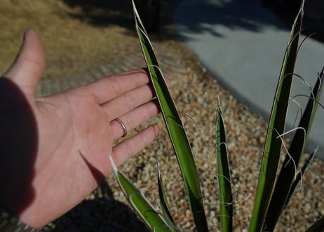 ユッカ　カルネロサーナ Yucca carnerosana  No.2